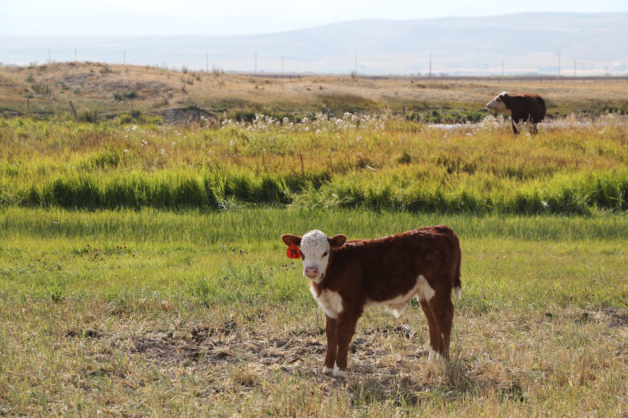 Fall calving considerations UNL specialist discusses the importance of