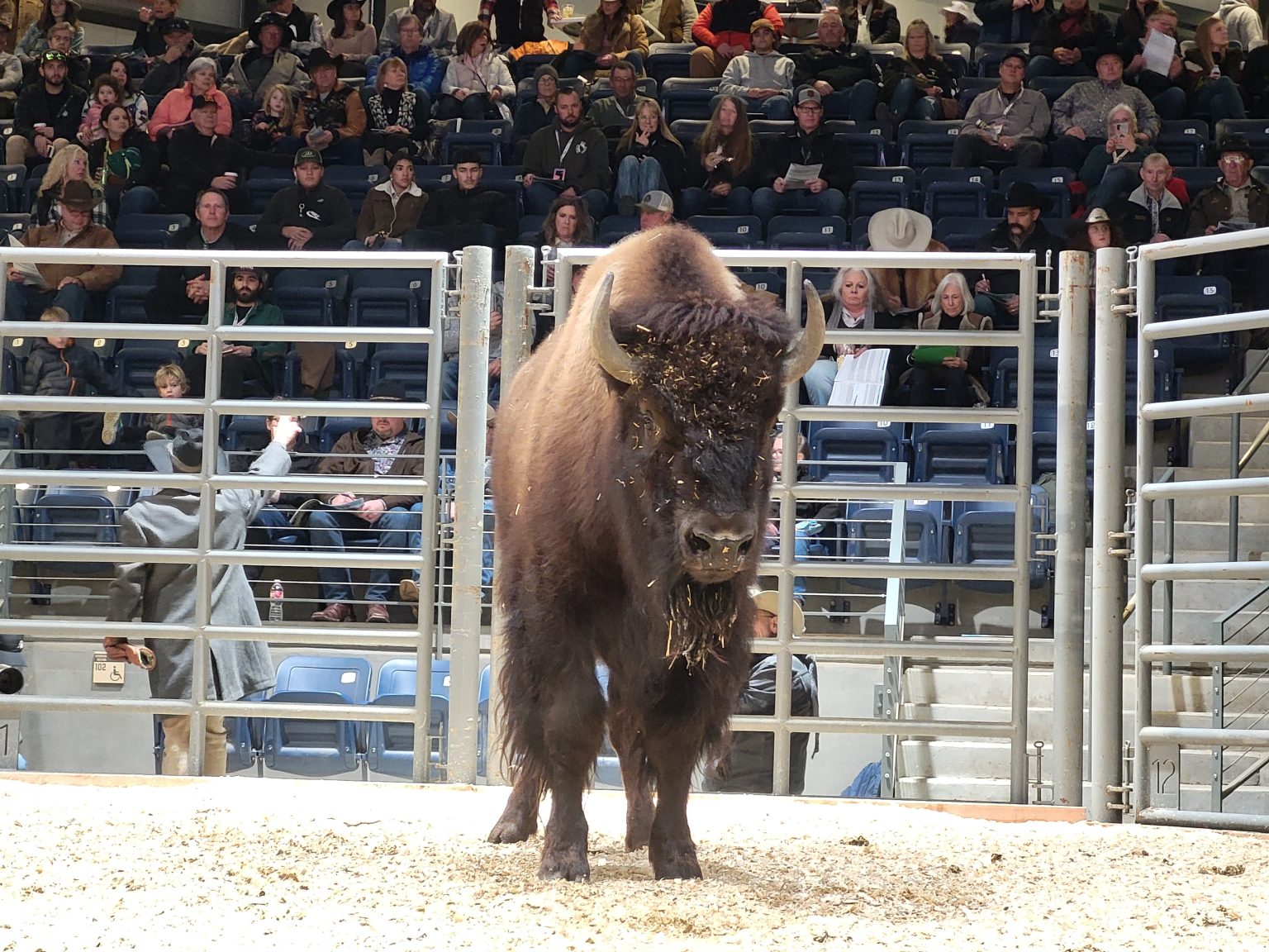 wyoming mountains horses        
        <figure class=